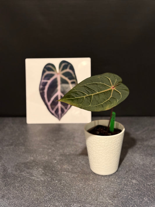 Anthurium Dark and Handsome x Red Velvet Cake