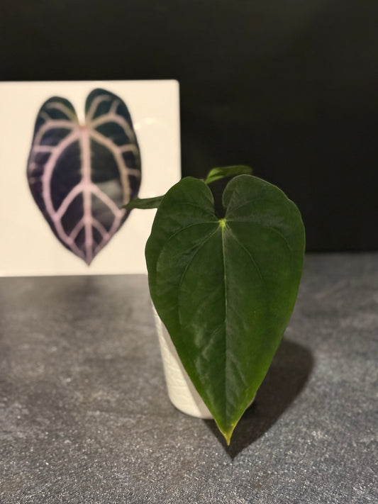 Anthurium papillilaminum 6 x Eastern dressleri
