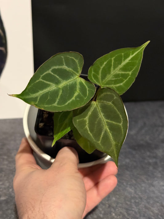 Anthurium muchlis x Indo port