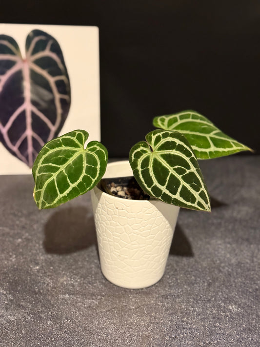 Anthurium King crystallinum