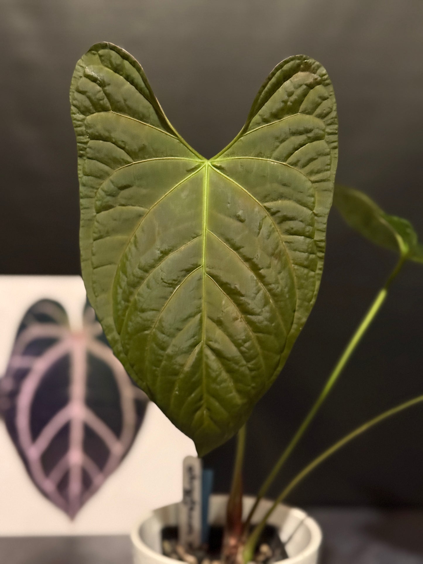 Anthurium ochranthum x papillilaminum