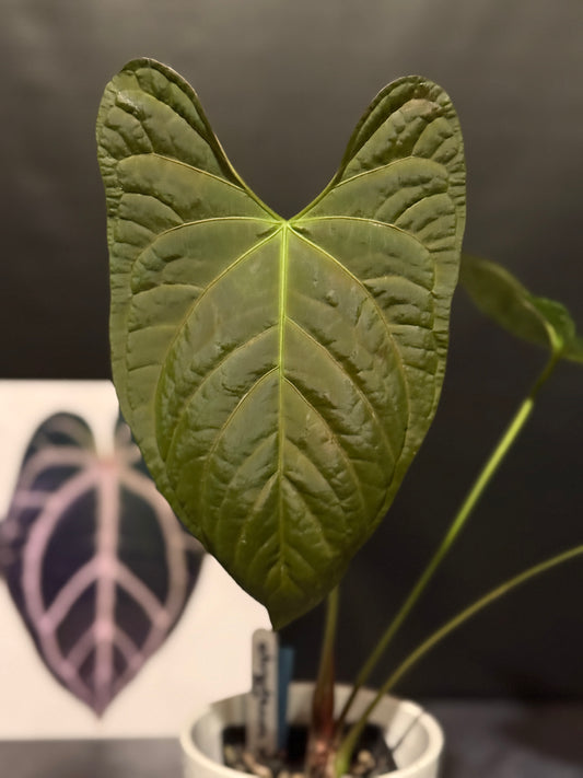 Anthurium ochranthum x papillilaminum