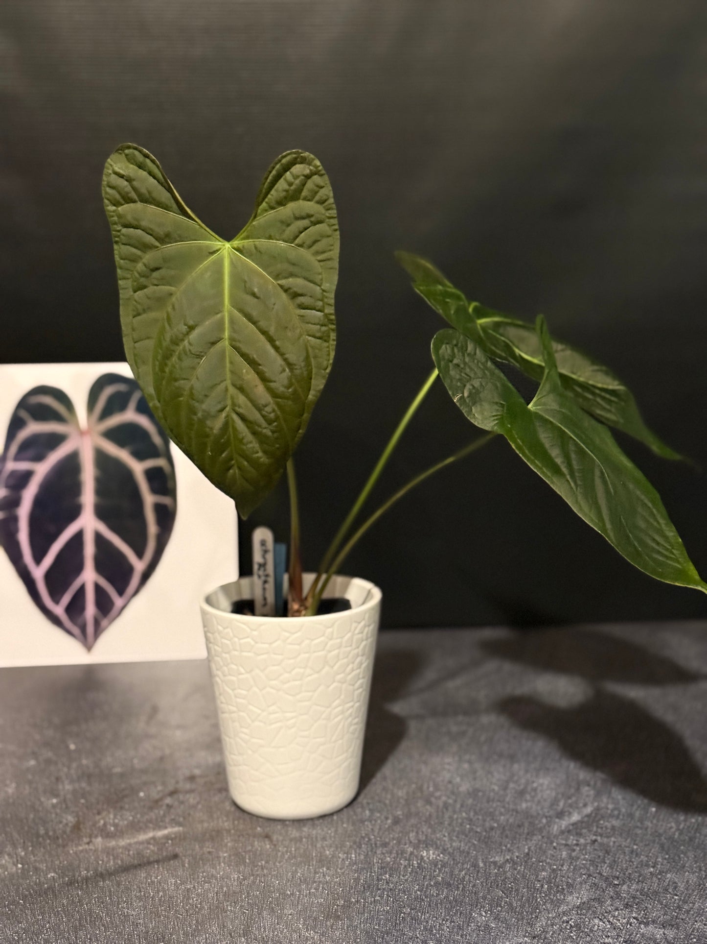 Anthurium ochranthum x papillilaminum