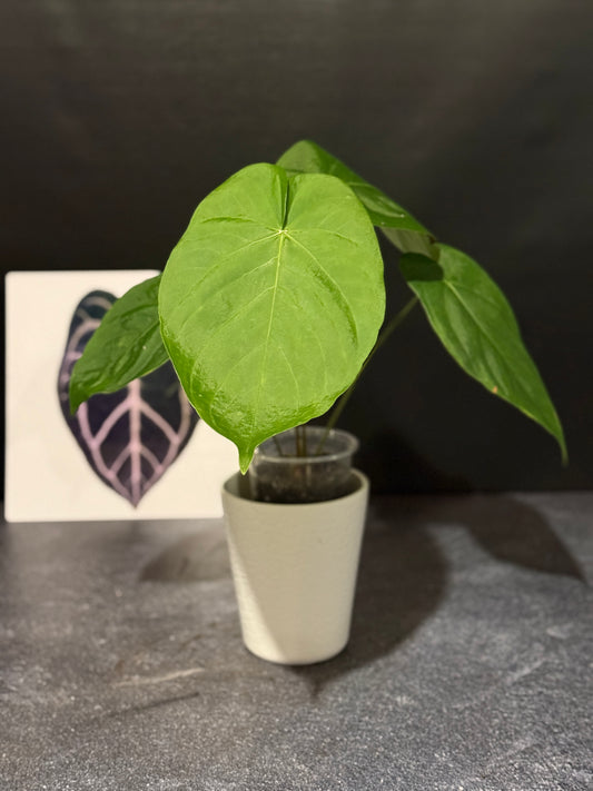 Anthurium spp - undescribed Peruvian species