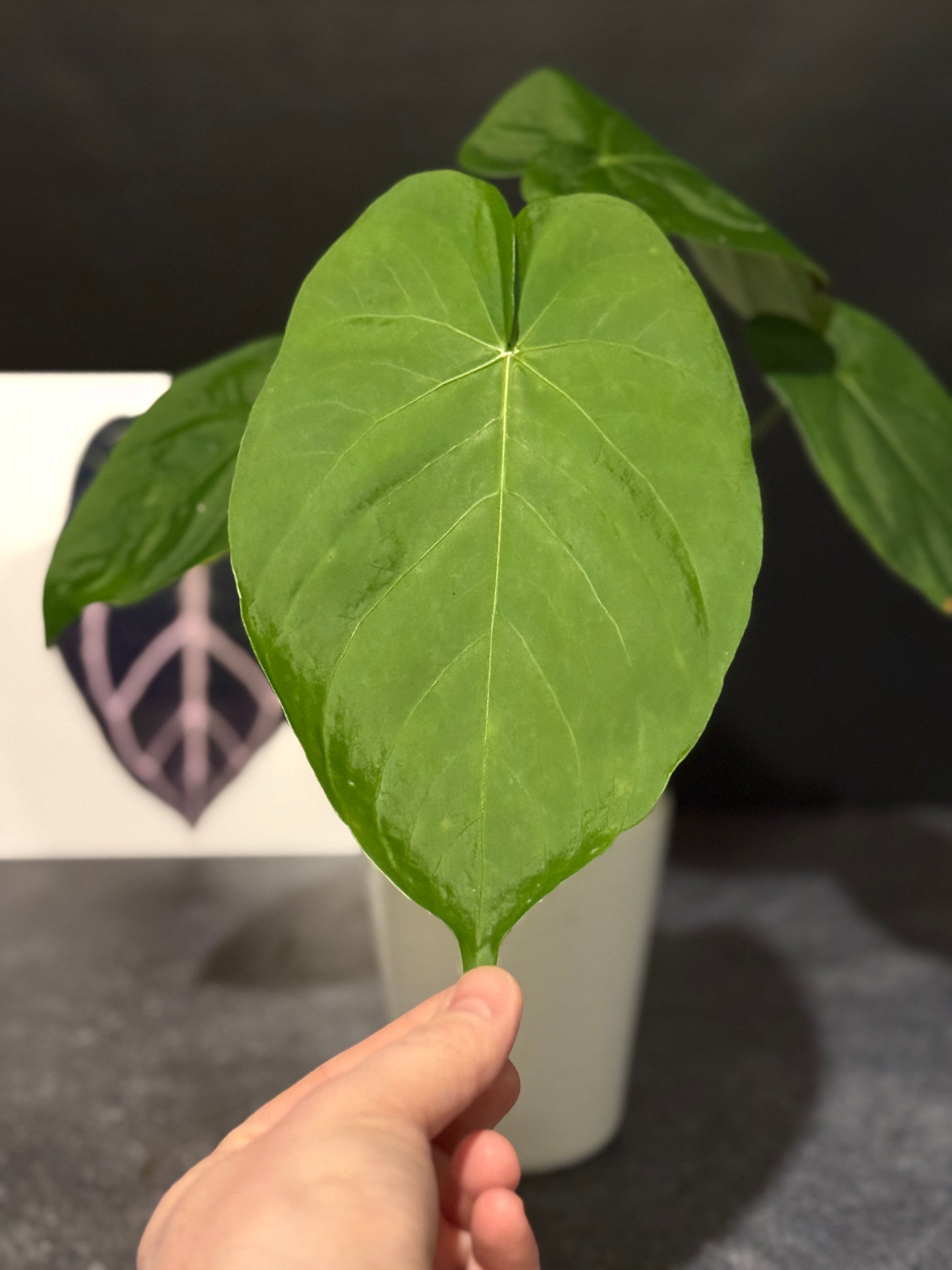 Anthurium spp - undescribed Peruvian species