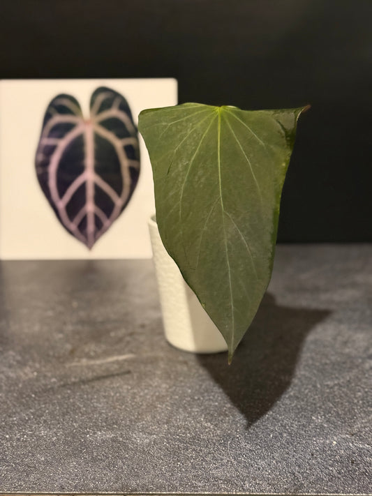 Anthurium indo port Dark Form