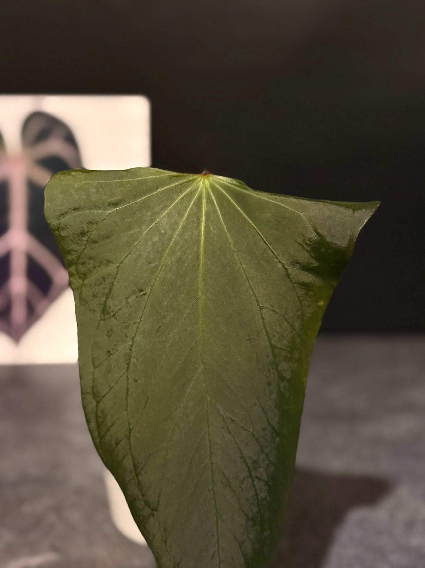 Anthurium indo port Dark Form