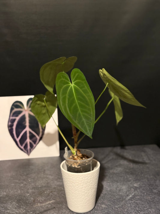 Anthurium papillilaminum 5x6