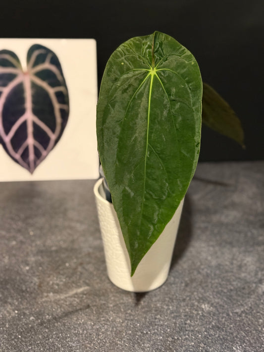 Anthurium papillilaminum RA5 x (Long x Long Bullet)