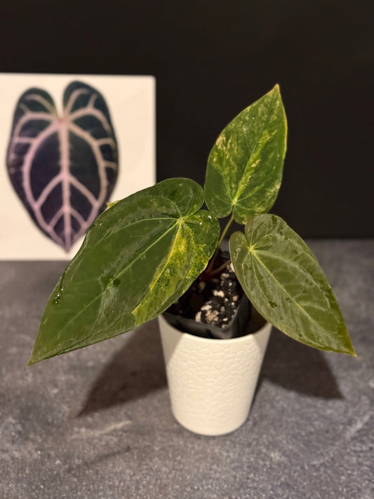 Anthurium papillilaminum VARIEGATED