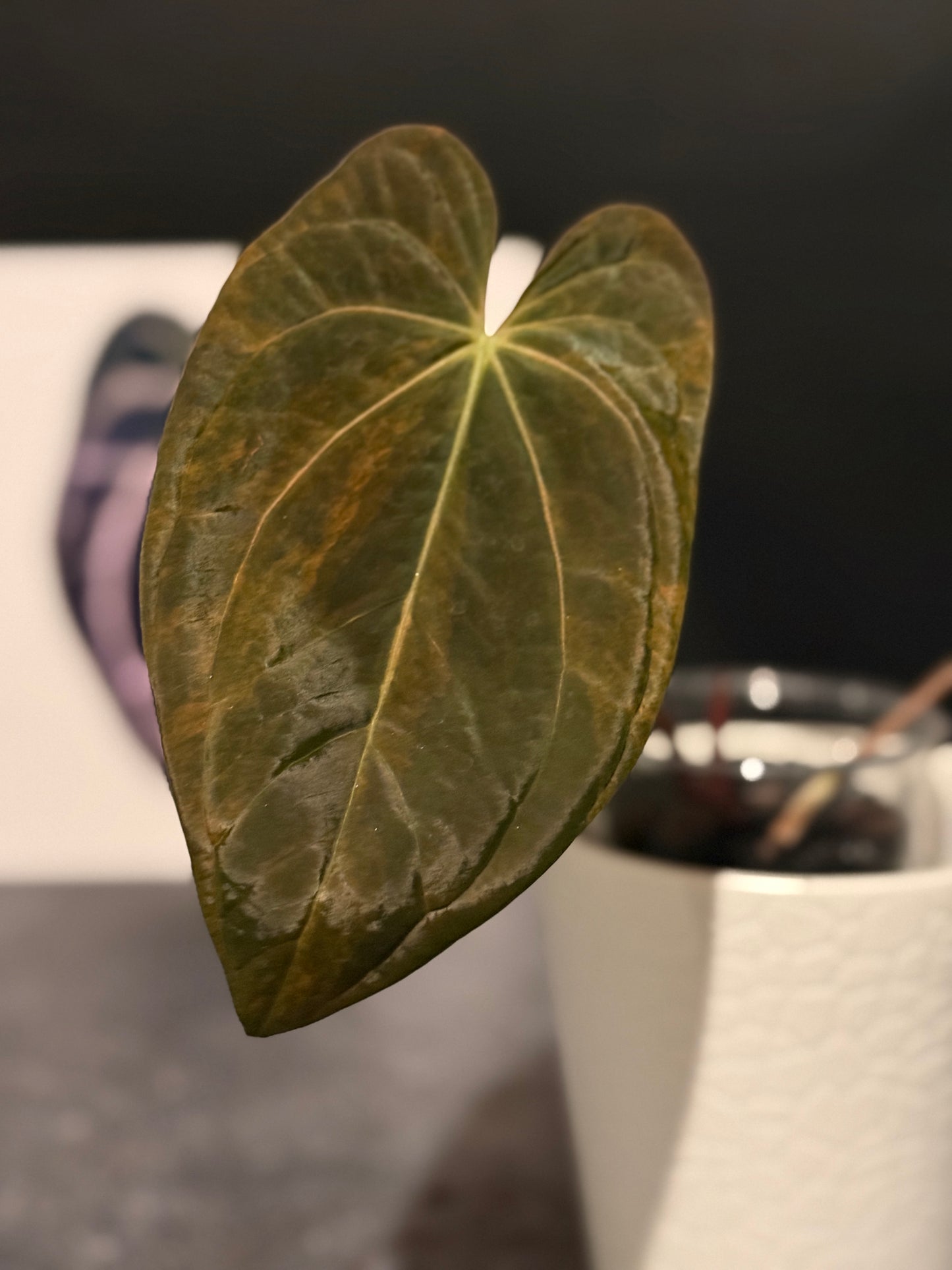 Anthurium papillilaminum VARIEGATED