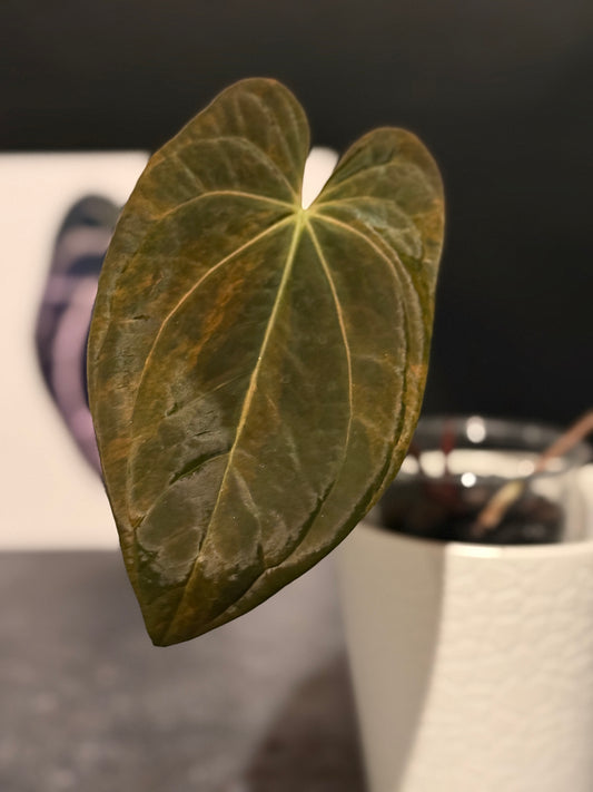 Anthurium papillilaminum VARIEGATED