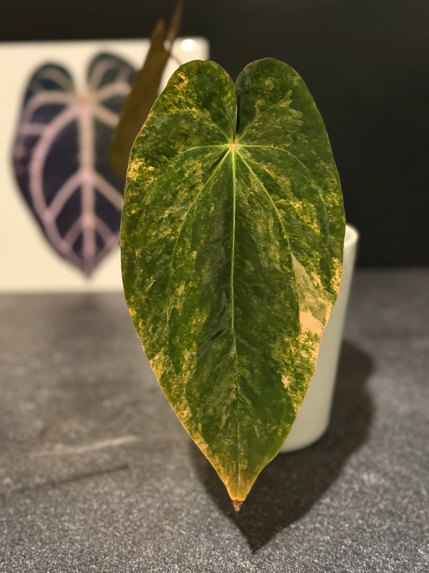 Anthurium papillilaminum VARIEGATED