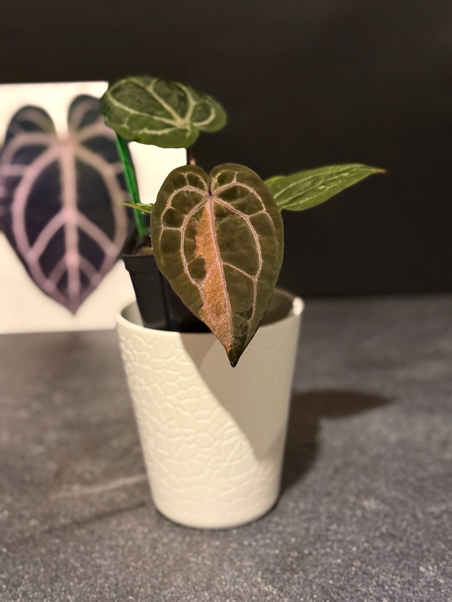 Anthurium Zara VARIEGATED