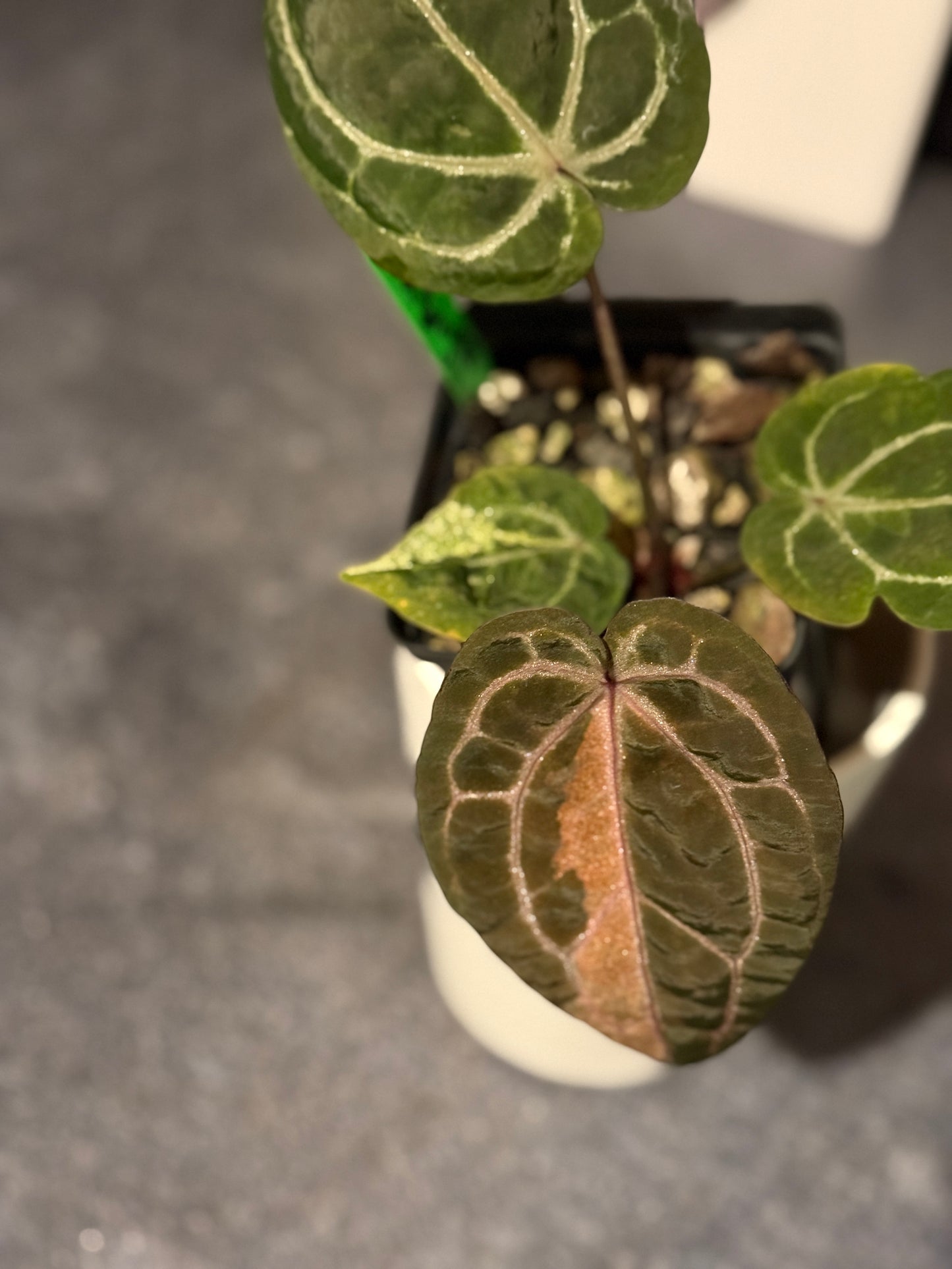 Anthurium Zara VARIEGATED