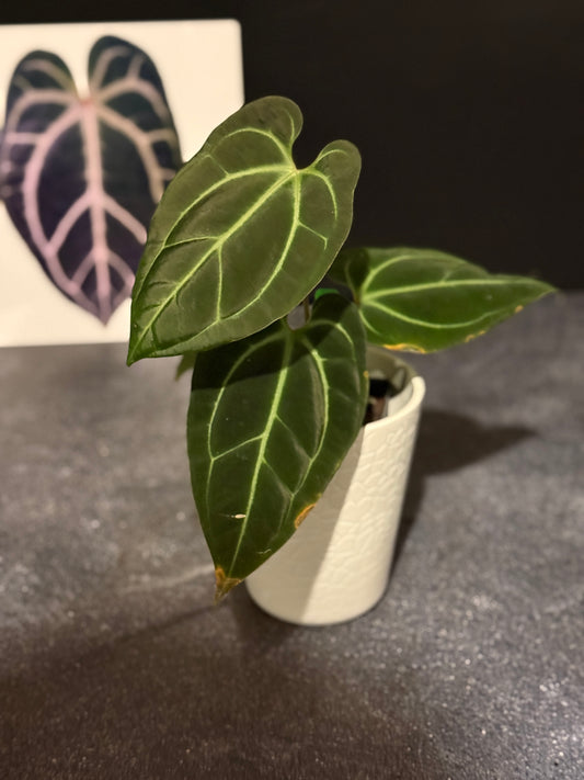 Anthurium besseae aff