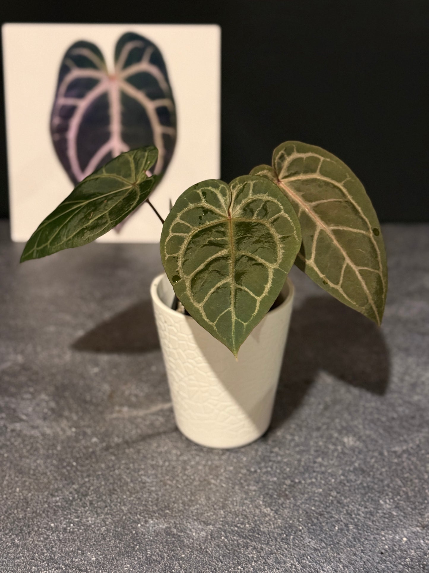 Anthurium Red Velvet Cake x Home Sweet Home