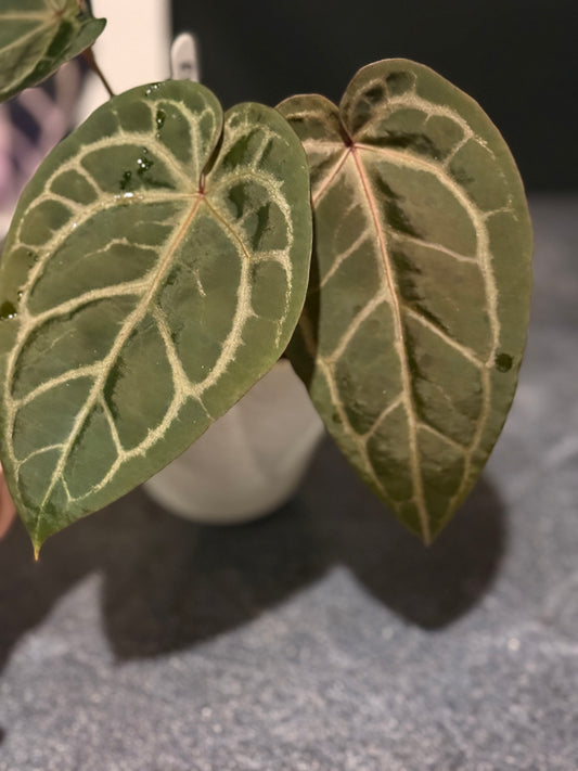 Anthurium Red Velvet Cake x Home Sweet Home