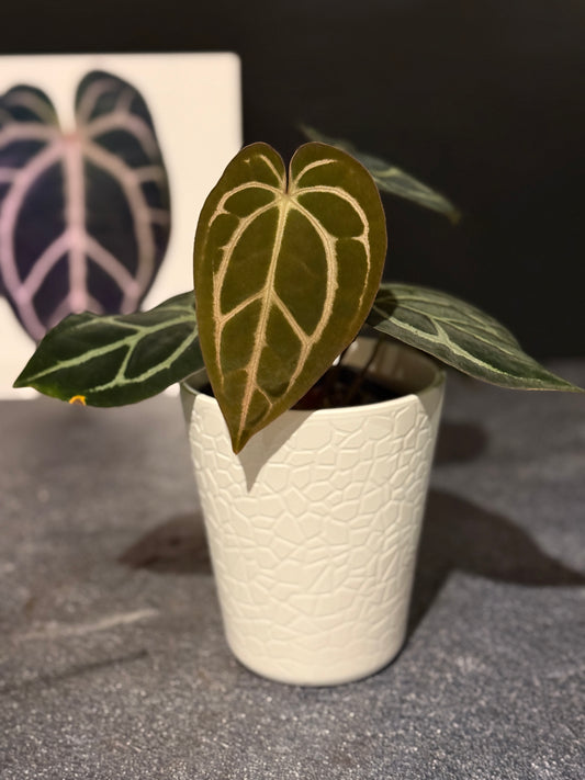 Anthurium carlablackiae