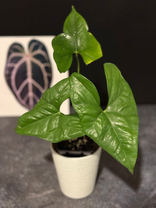 Anthurium diabloense
