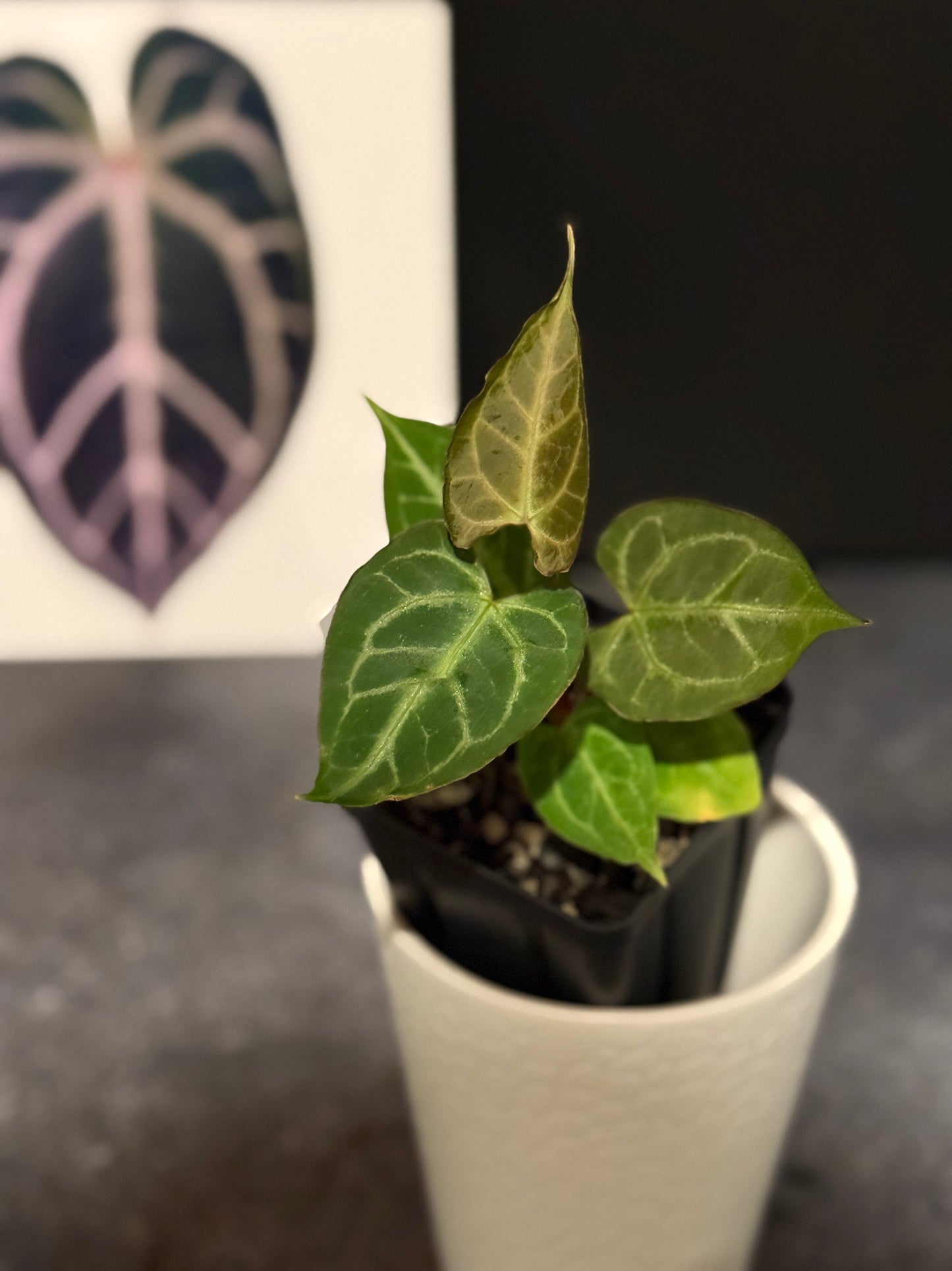 Anthurium muchlis x Indo port