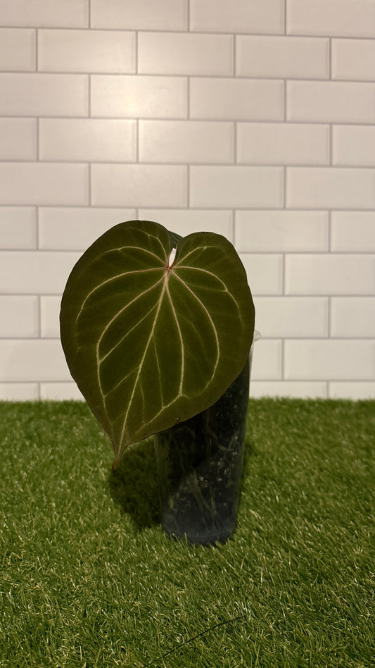 Anthurium HU aka King of Spades