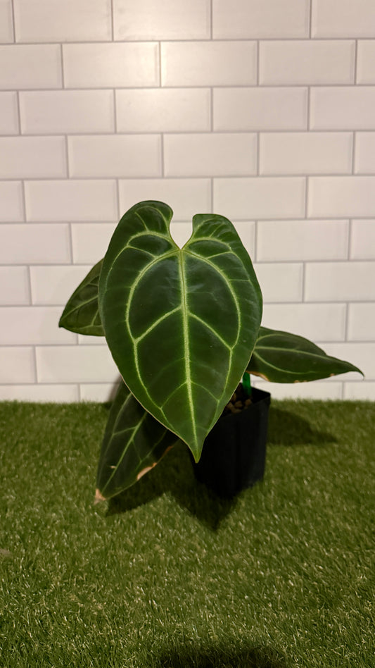 Anthurium besseae aff