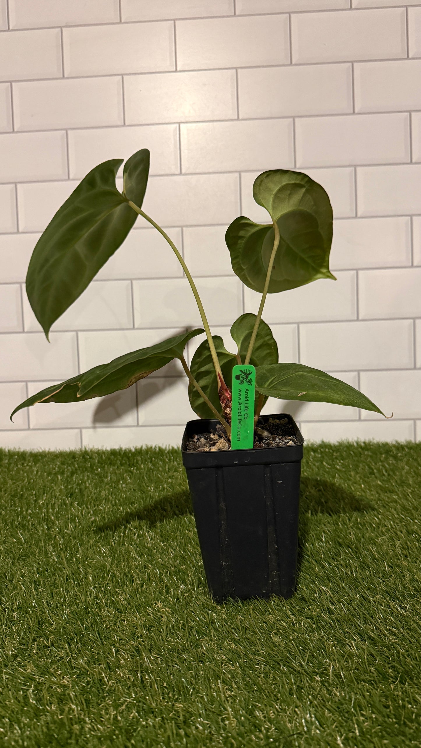 Anthurium besseae aff