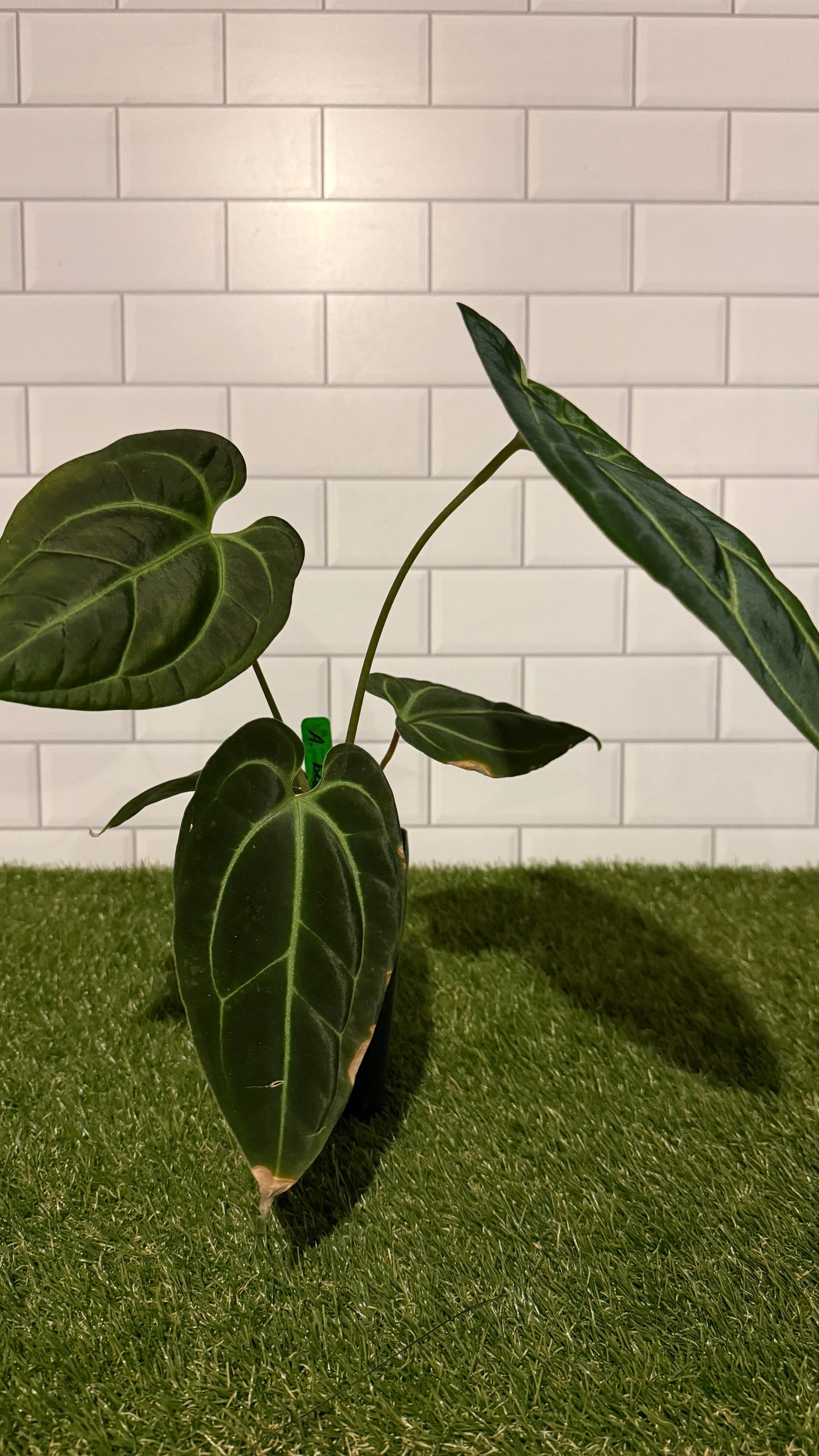 Anthurium besseae aff