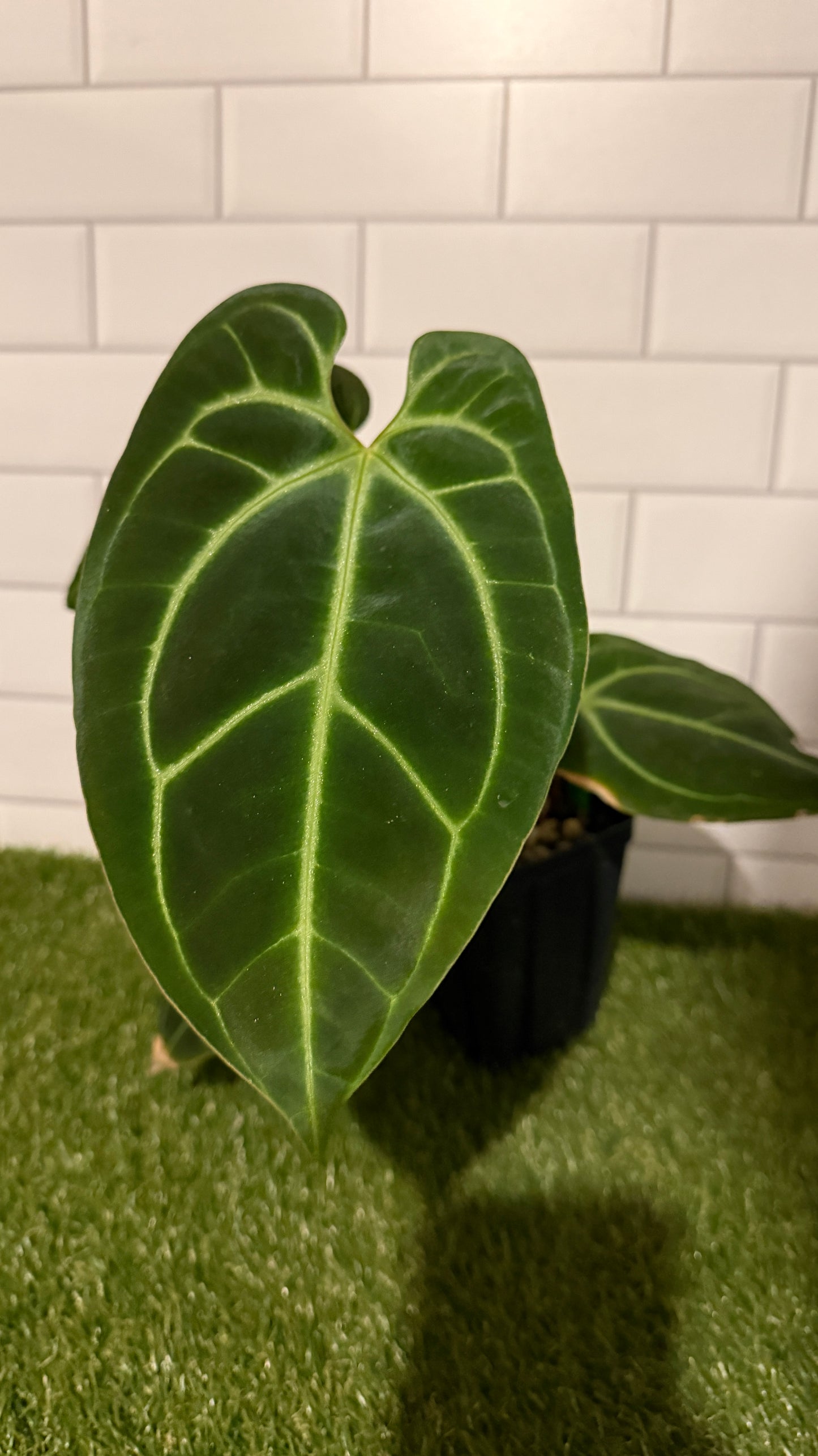 Anthurium besseae aff