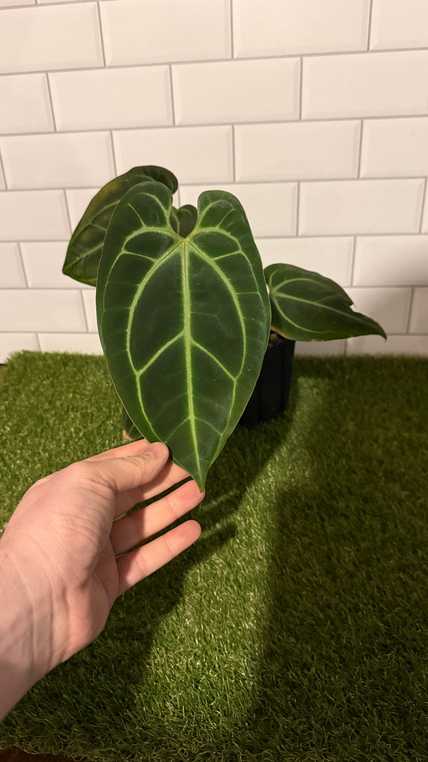 Anthurium besseae aff