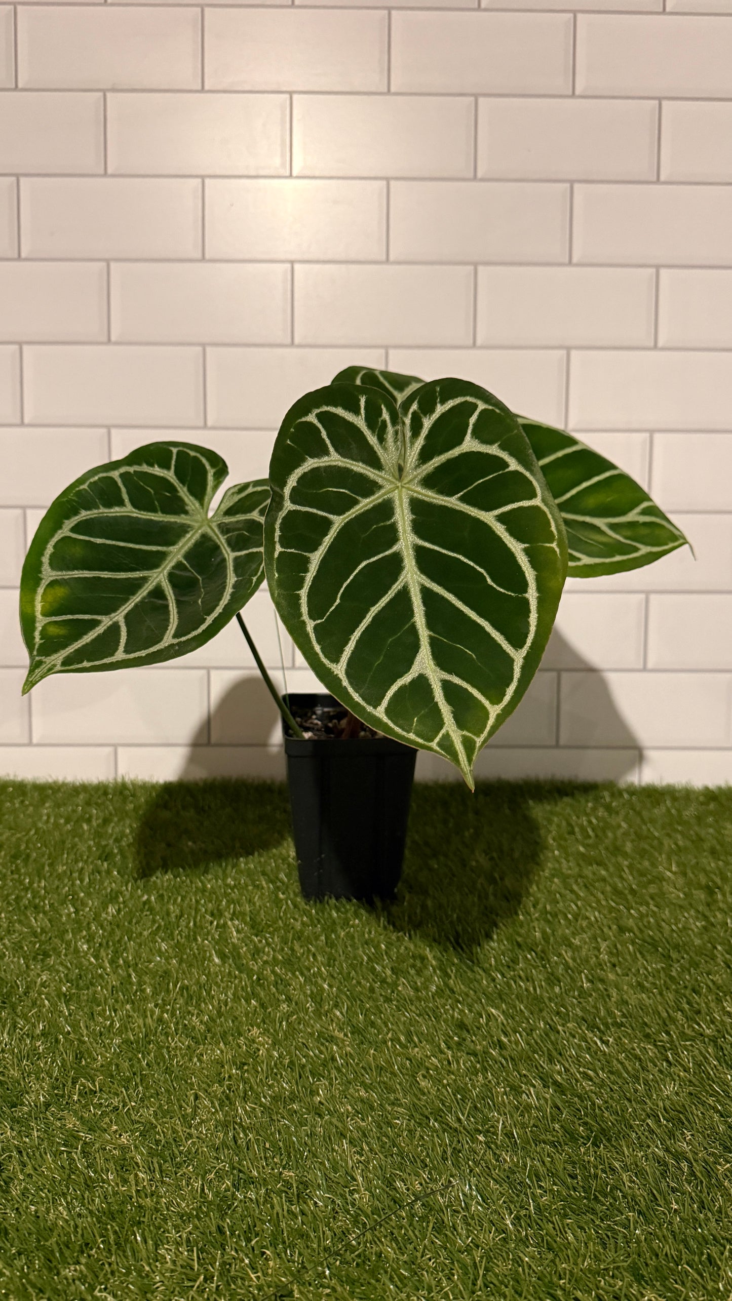 Anthurium 'Brielle' x 'Lynette'