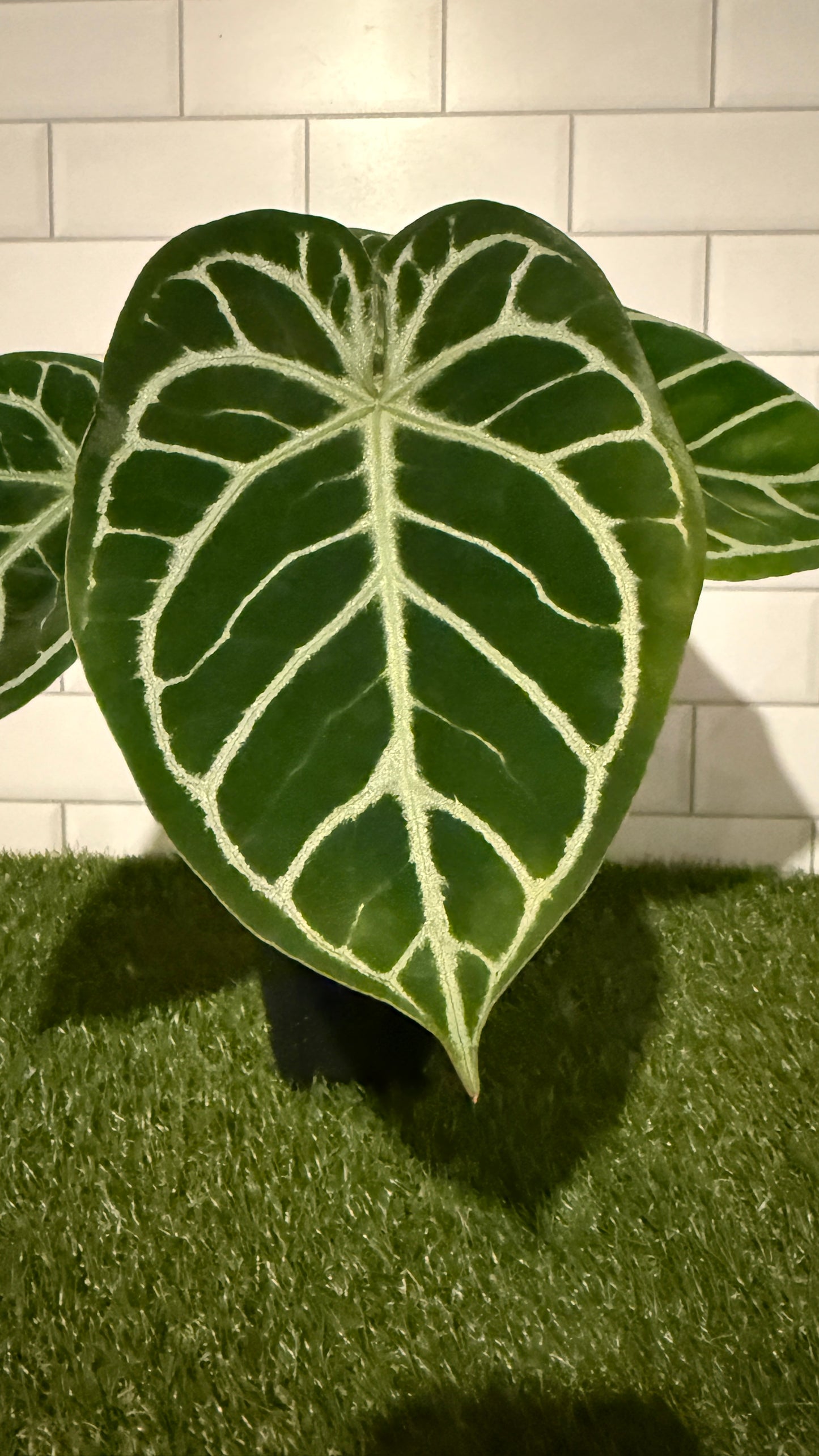 Anthurium 'Brielle' x 'Lynette'
