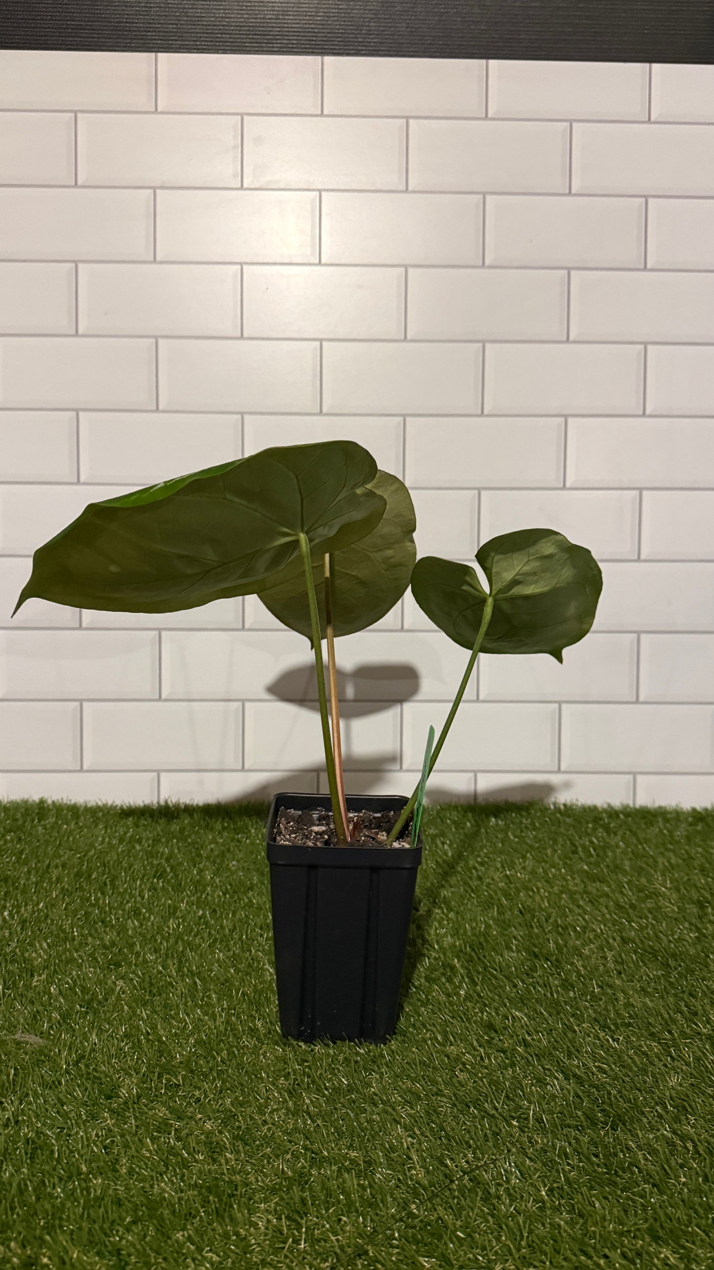 Anthurium 'Brielle' x 'Lynette'