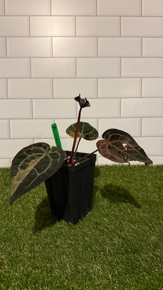 Anthurium Zara VARIEGATED