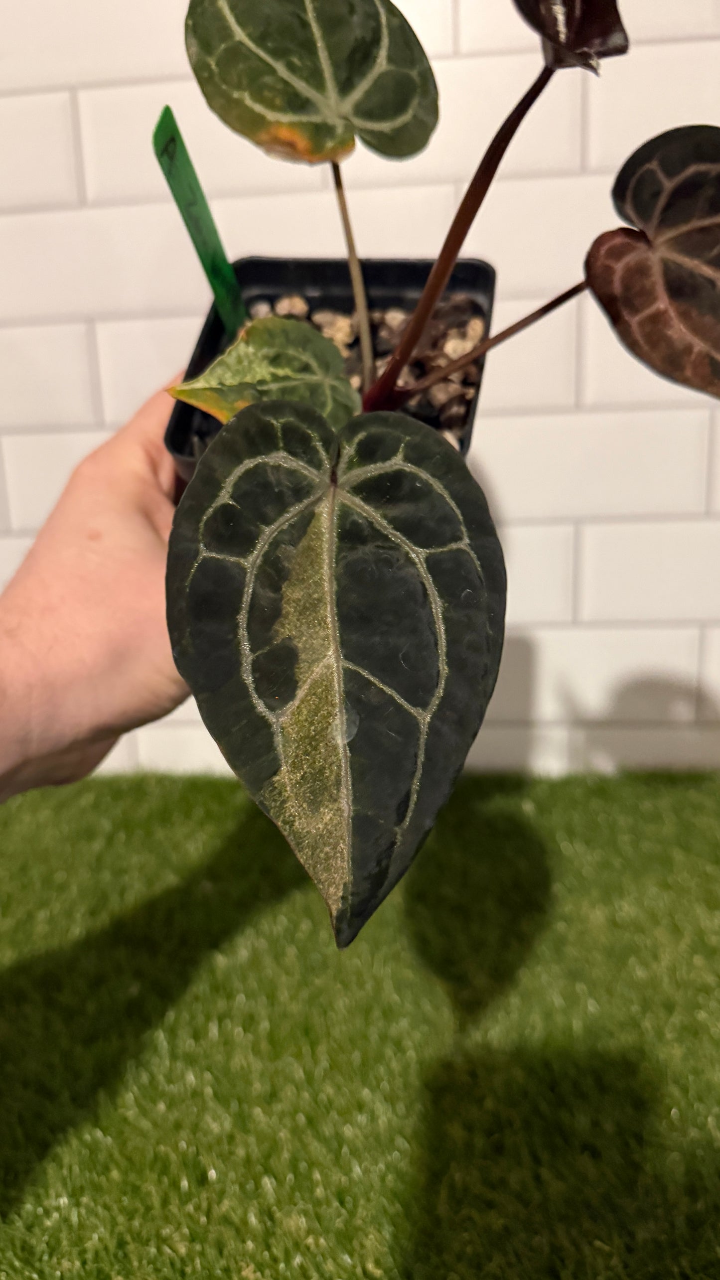 Anthurium Zara VARIEGATED