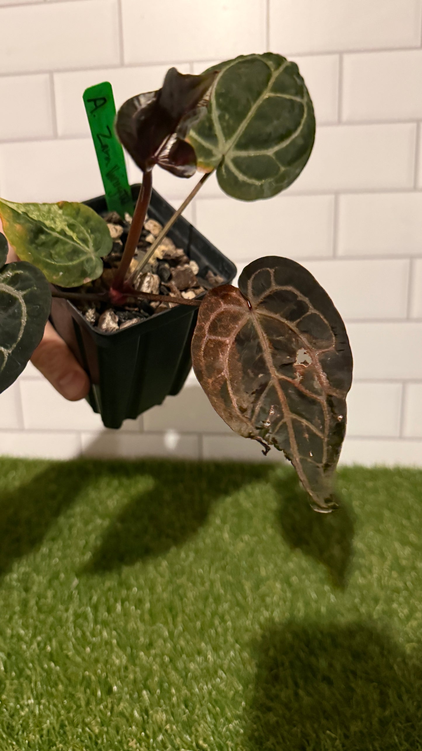 Anthurium Zara VARIEGATED