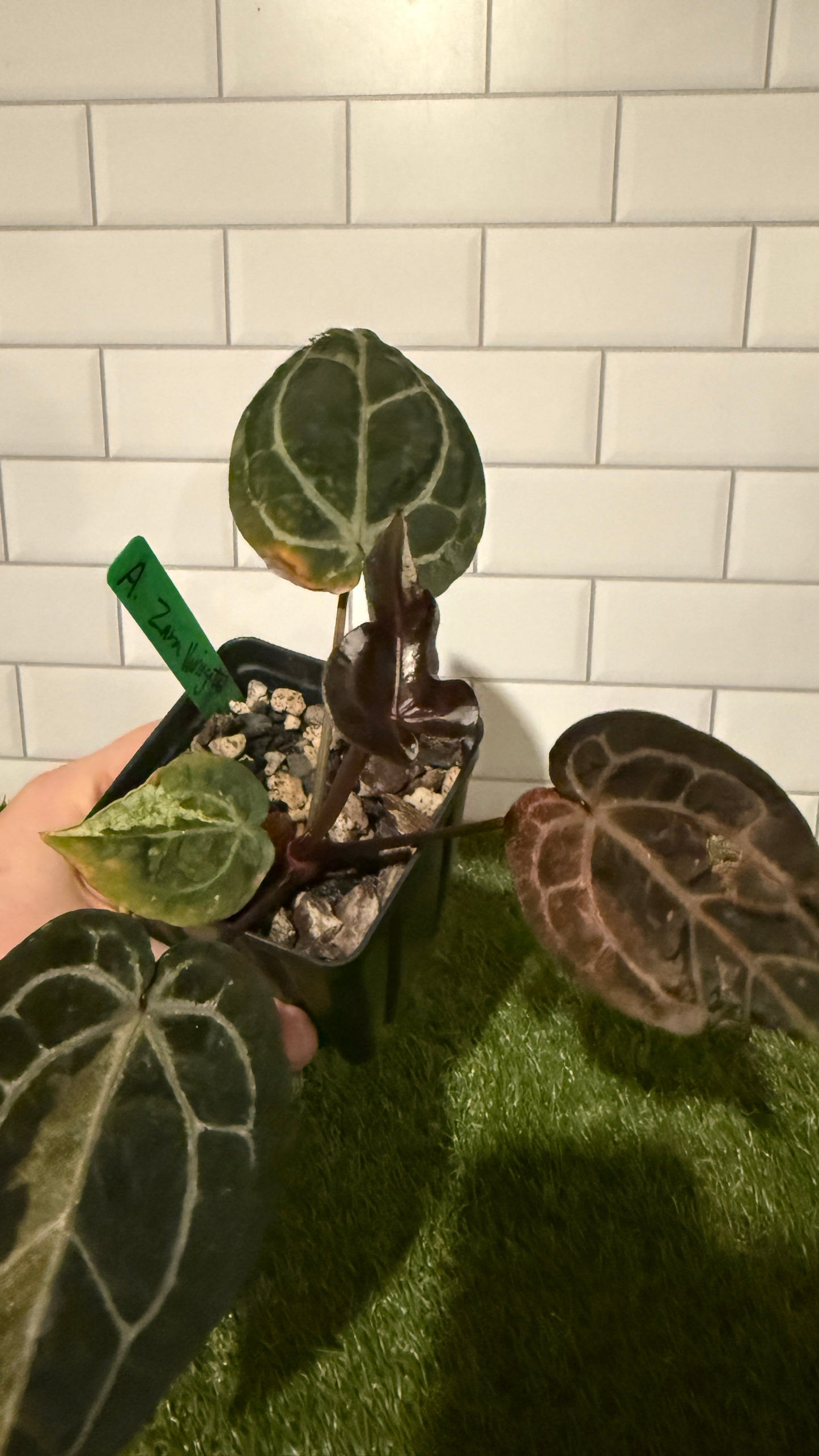 Anthurium Zara VARIEGATED