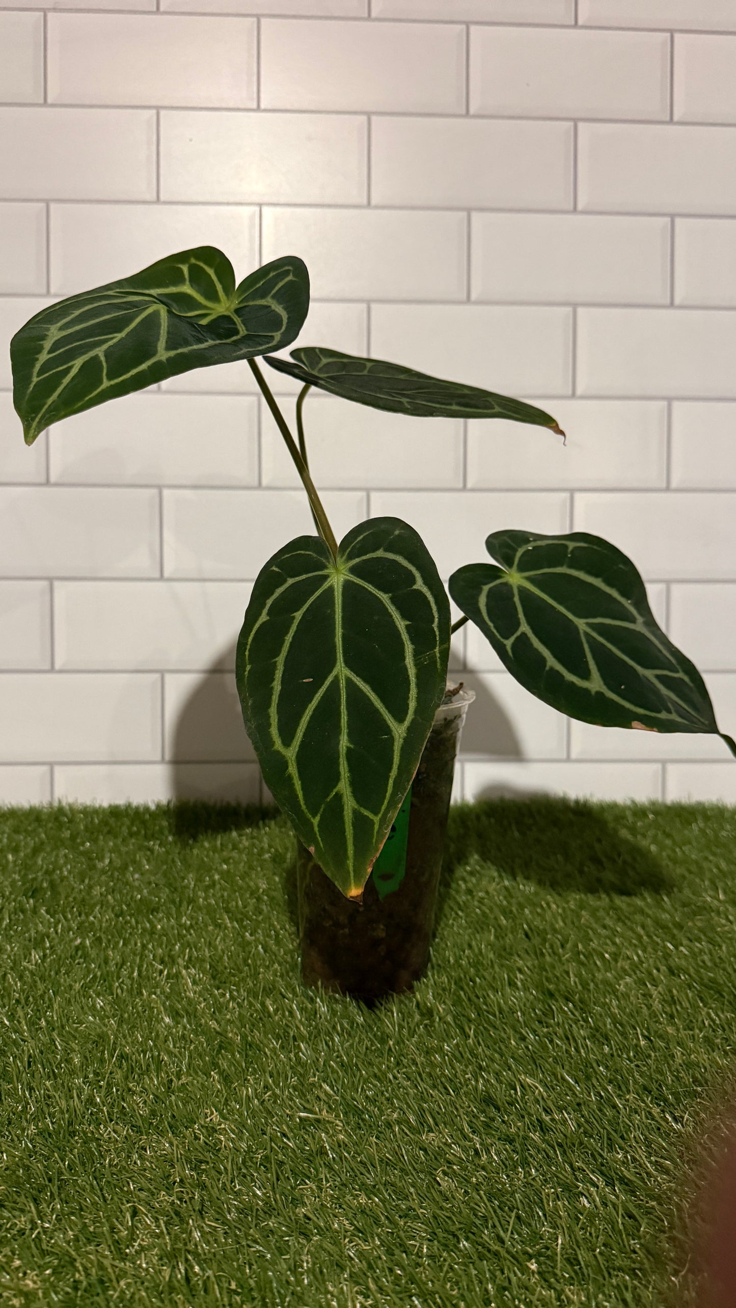 Anthurium carlablackiae