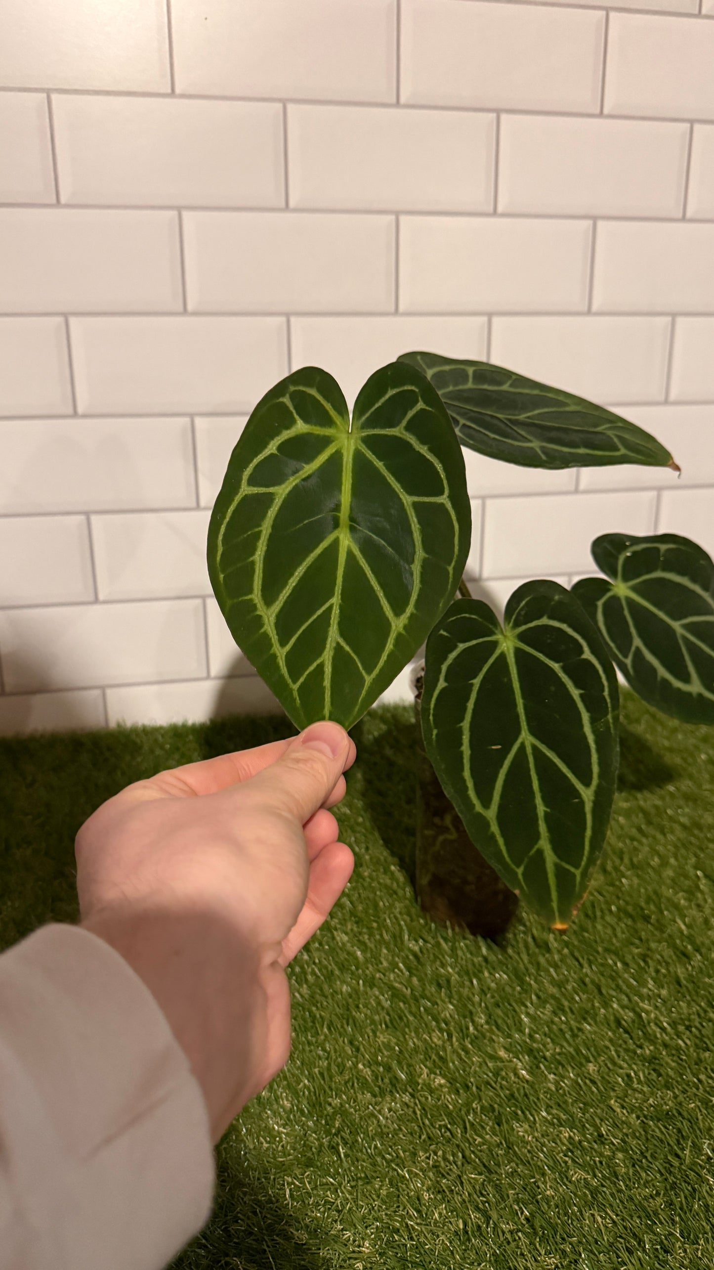 Anthurium carlablackiae