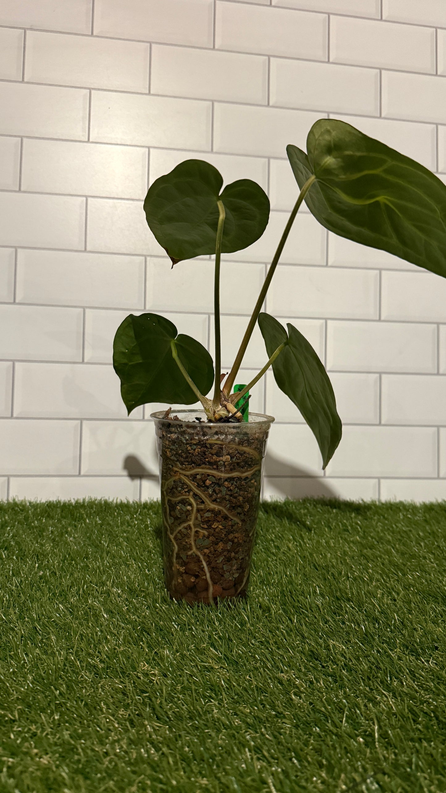 Anthurium carlablackiae