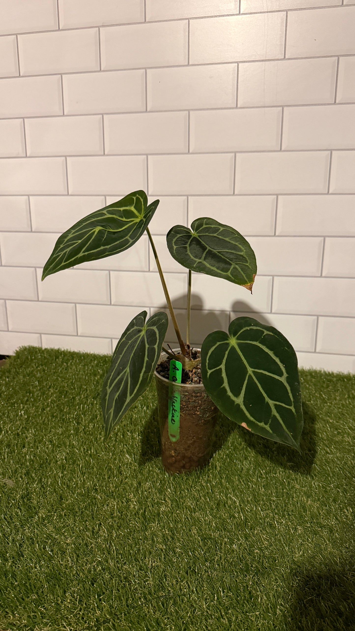 Anthurium carlablackiae