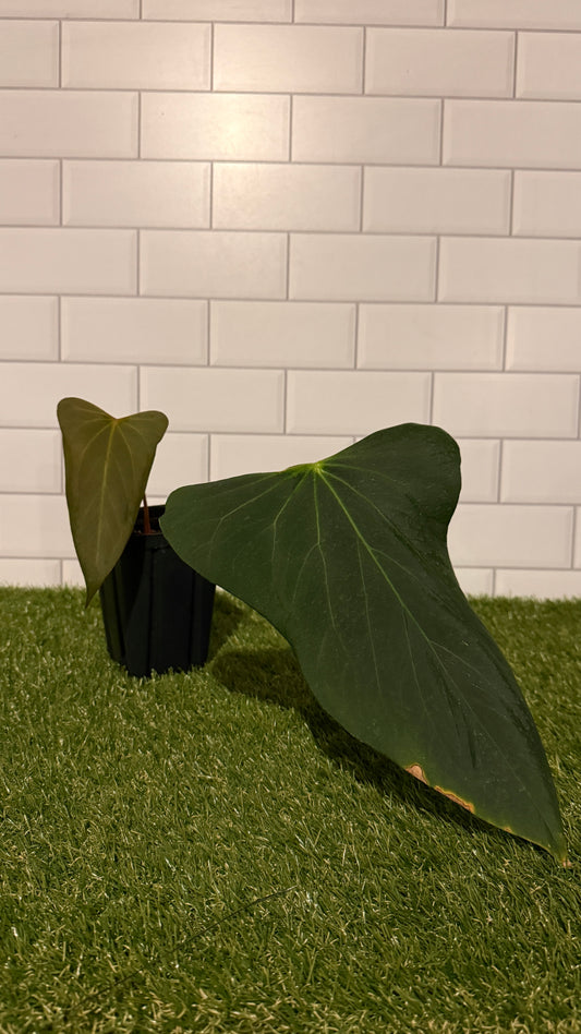 Anthurium indo port Dark Form