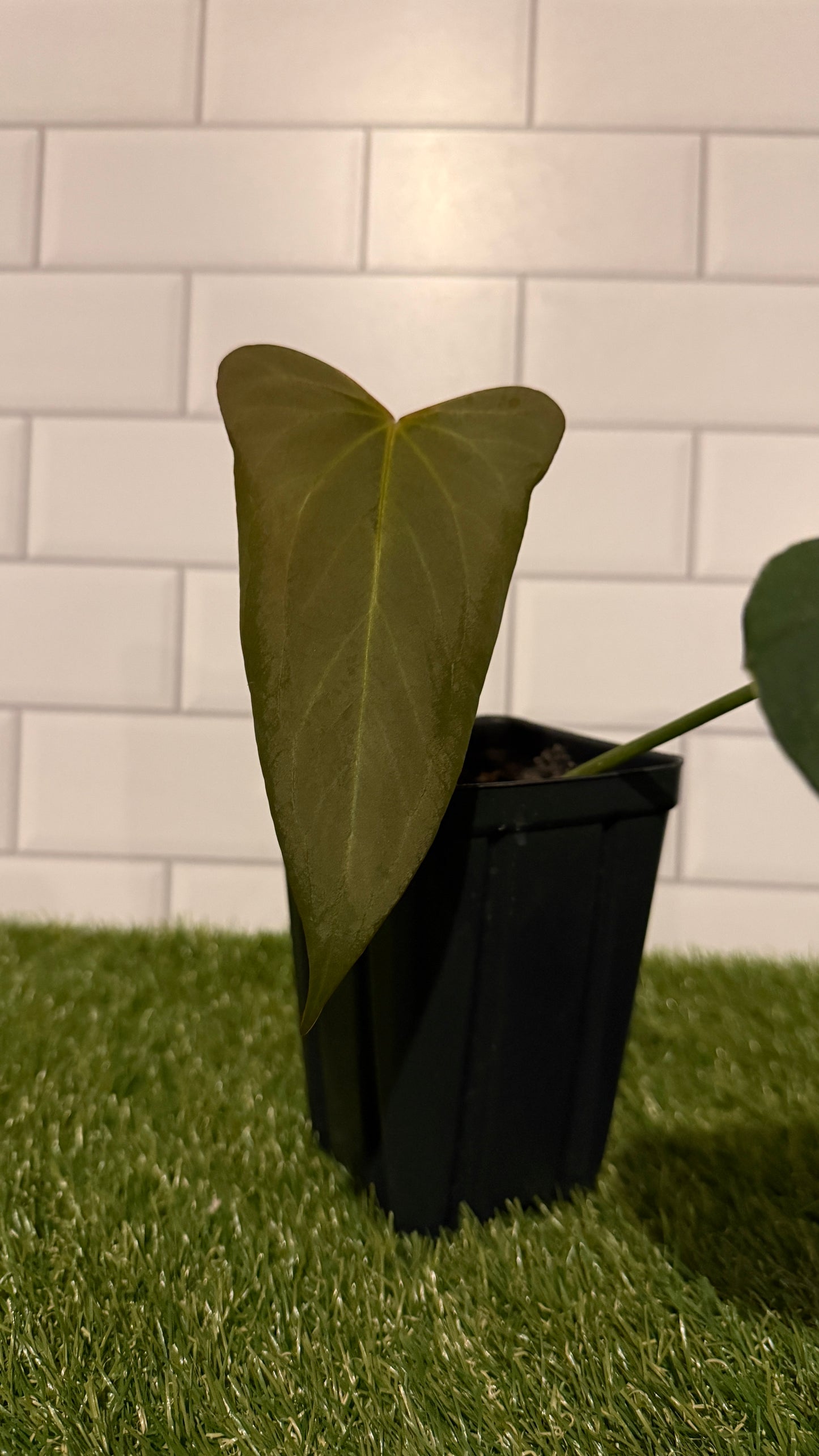 Anthurium indo port Dark Form
