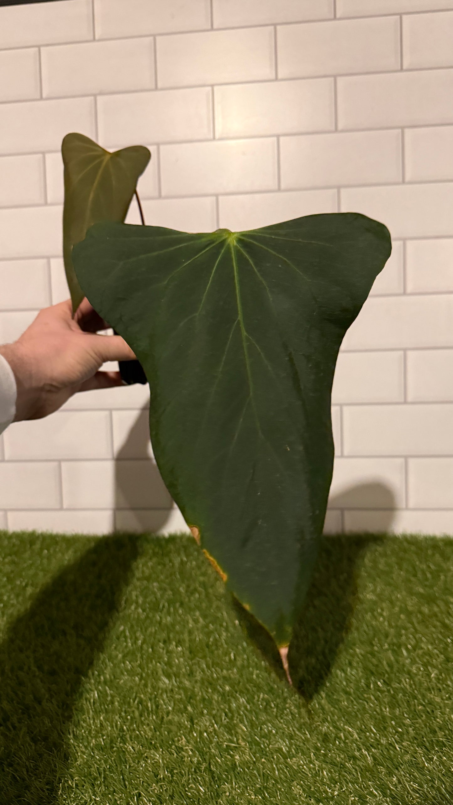 Anthurium indo port Dark Form