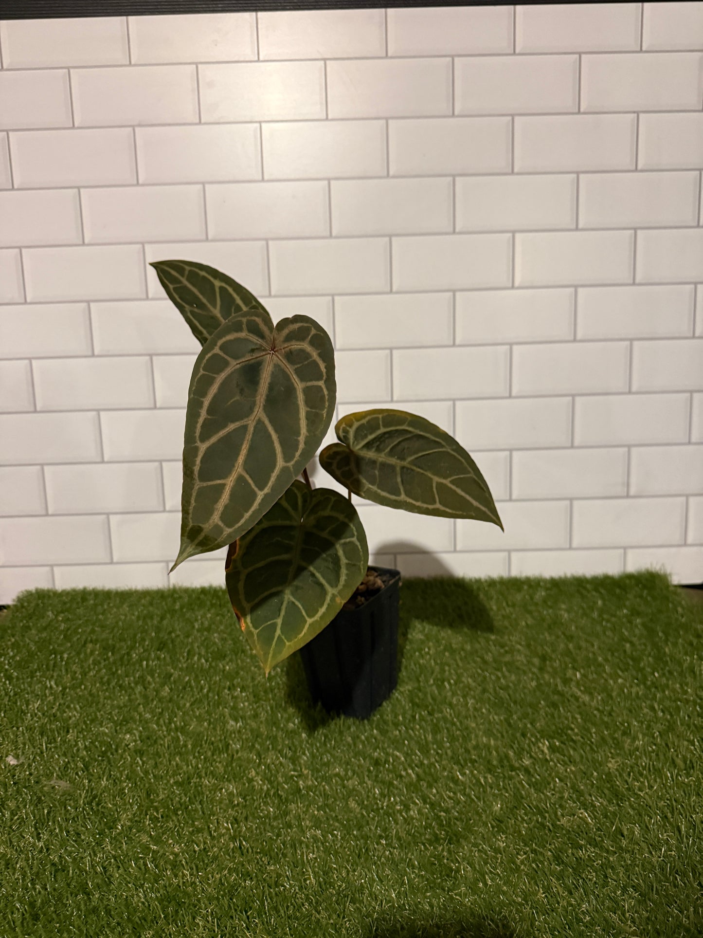 Anthurium 'Red Velvet Cake' x 'Home Sweet Home'