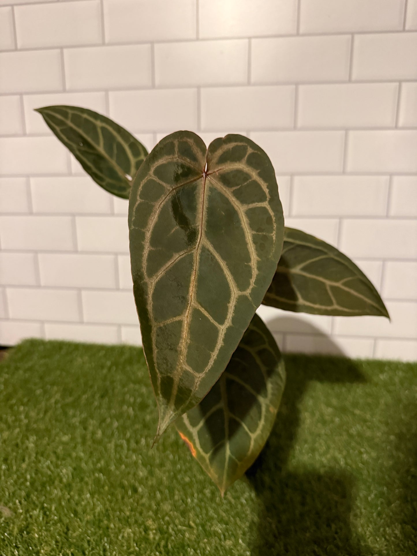 Anthurium 'Red Velvet Cake' x 'Home Sweet Home'