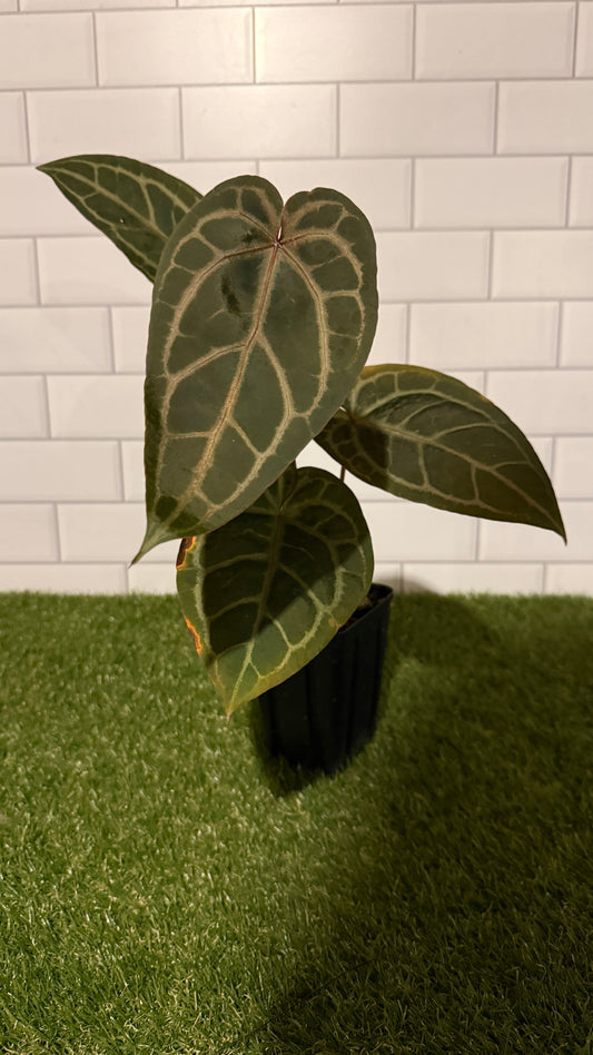 Anthurium 'Red Velvet Cake' x 'Home Sweet Home'