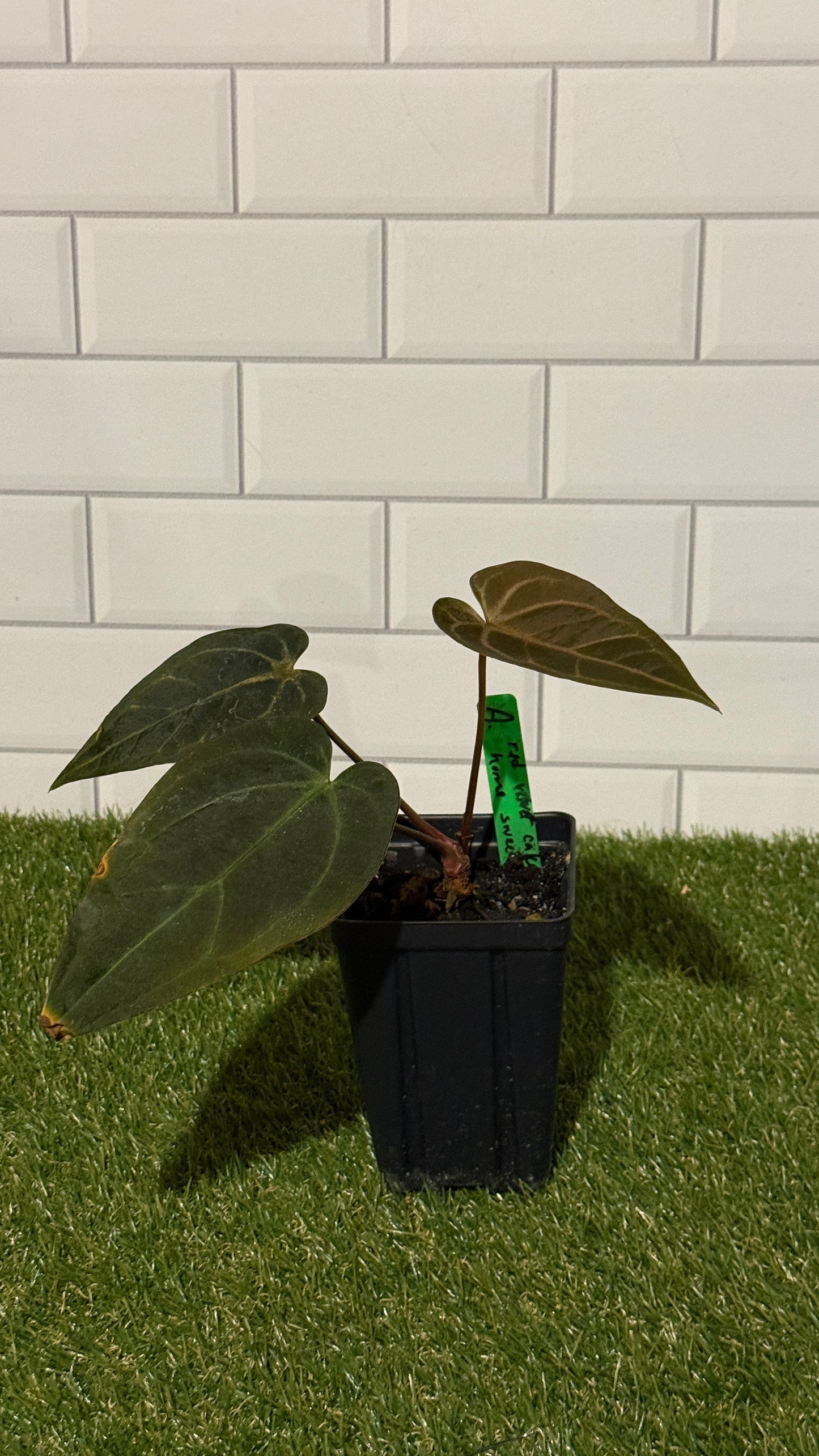 Anthurium 'Red Velvet Cake' x 'Home Sweet Home'