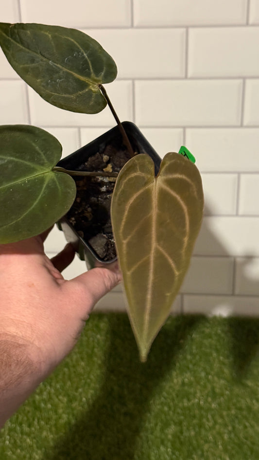 Anthurium 'Red Velvet Cake' x 'Home Sweet Home'